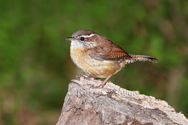 Carolina Wren © Russ Chantler